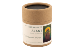 Alantwurzel Pflanzenhelfer in 50ml Pappdose